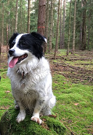 Hund mit schwarz/weißem Fell sitzt im Wald