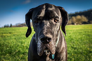 Frontalansicht einer Dogge vor einer Wiese