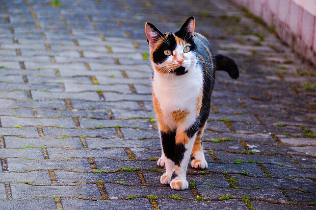 Katze auf einem Weg